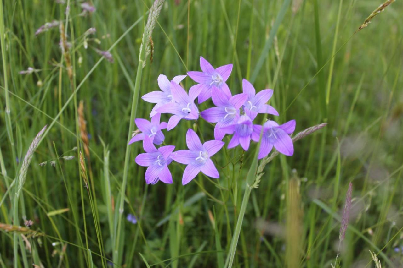 Naturparadies Silvia Alberschwende Eksteriør billede